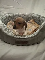 Waffles , a male Miniature Dachshund for sale in Redlands, CA – 3 of 6
