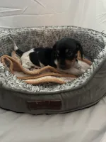 Midnight , a male Miniature Dachshund for sale in Redlands, CA – 2 of 6