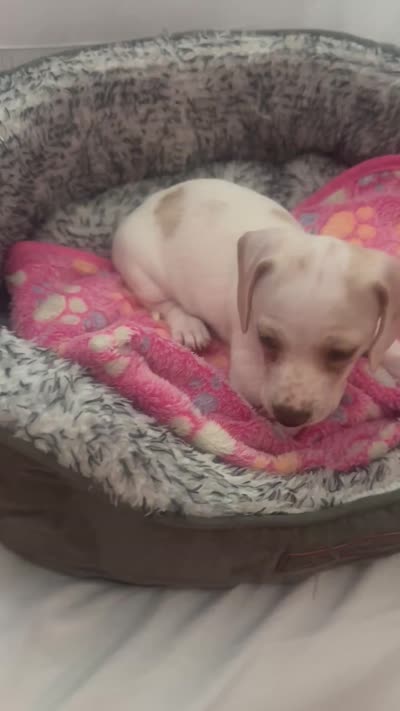 Cloud , a female Miniature Dachshund for sale in Redlands, CA – 6 of 6