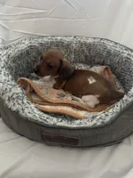 Waffles , a male Miniature Dachshund for sale in Redlands, CA – 4 of 6