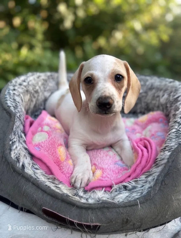 Cloud  – Miniature Dachshund puppy for sale in Redlands, CA