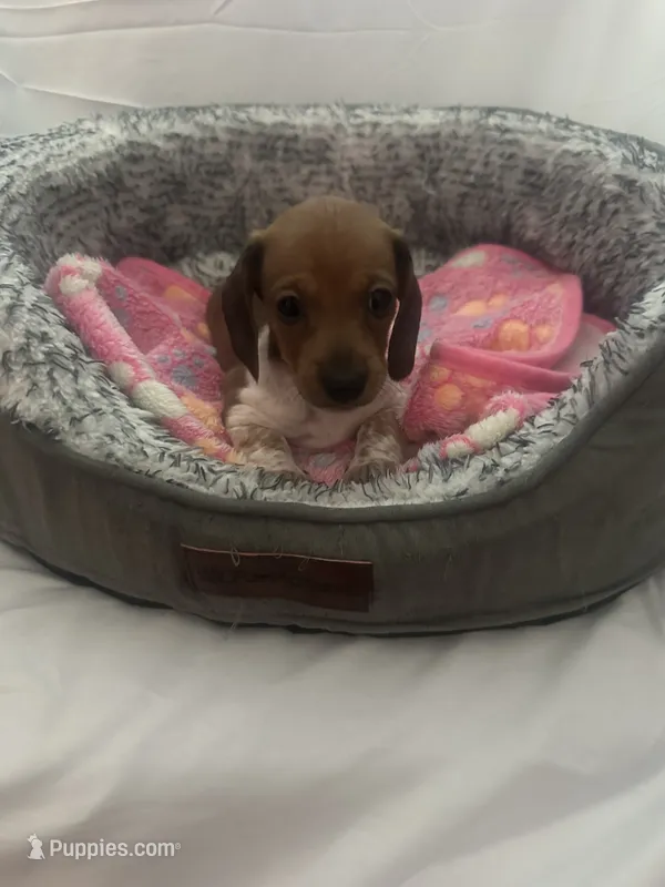 Cardi – Miniature Dachshund puppy for sale in Redlands, CA