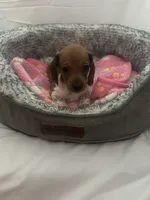 Cardi, a female Miniature Dachshund for sale in Redlands, CA – 1 of 6