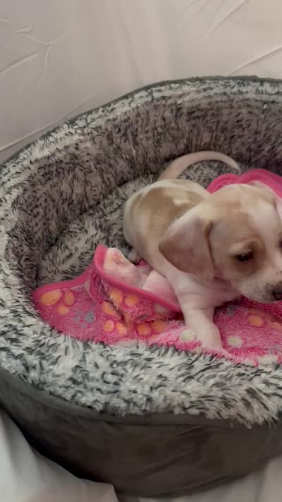 Horchata , a female Miniature Dachshund for sale in Redlands, CA – 5 of 5