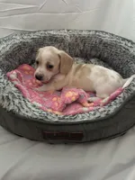Horchata , a female Miniature Dachshund for sale in Redlands, CA – 4 of 5