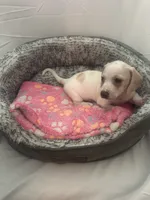 Cloud , a female Miniature Dachshund for sale in Redlands, CA – 3 of 6
