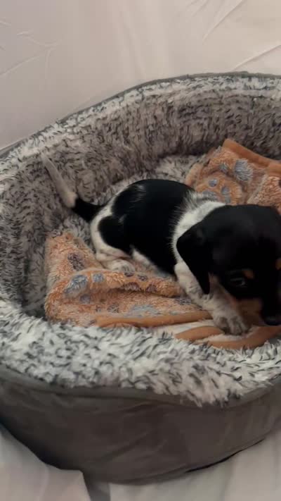 Midnight , a male Miniature Dachshund for sale in Redlands, CA – 6 of 6