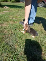 Jake, a male Beagle for sale in Gladys, VA – 2 of 2