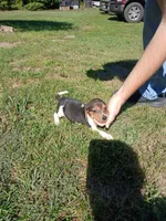 Tom, a male Beagle for sale in Gladys, VA – 2 of 2