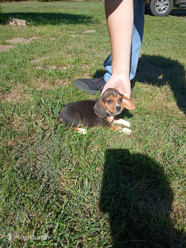 Jake – Beagle puppy for sale in Gladys, VA