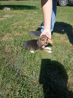 Jake, a male Beagle for sale in Gladys, VA – 1 of 2