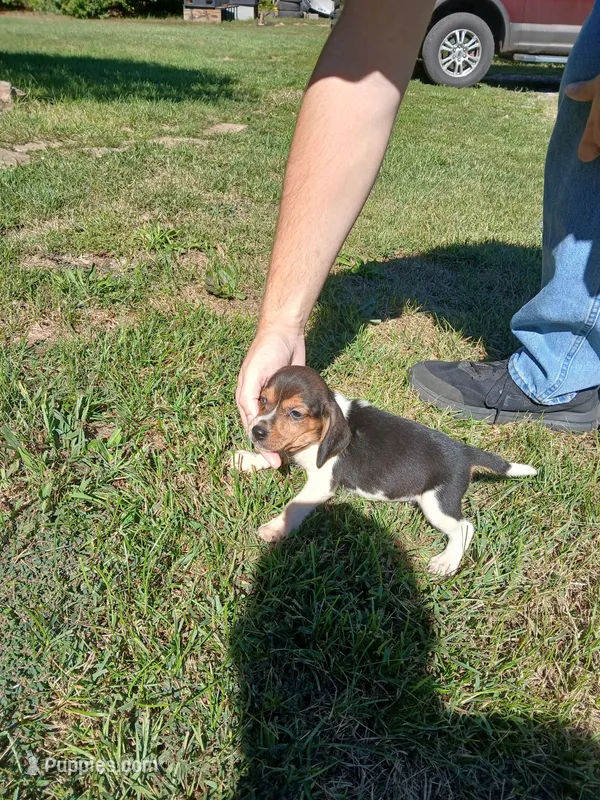 Tom – Beagle puppy for sale in Gladys, VA