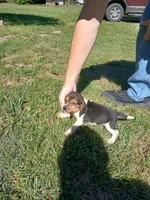 Tom, a male Beagle for sale in Gladys, VA – 1 of 2