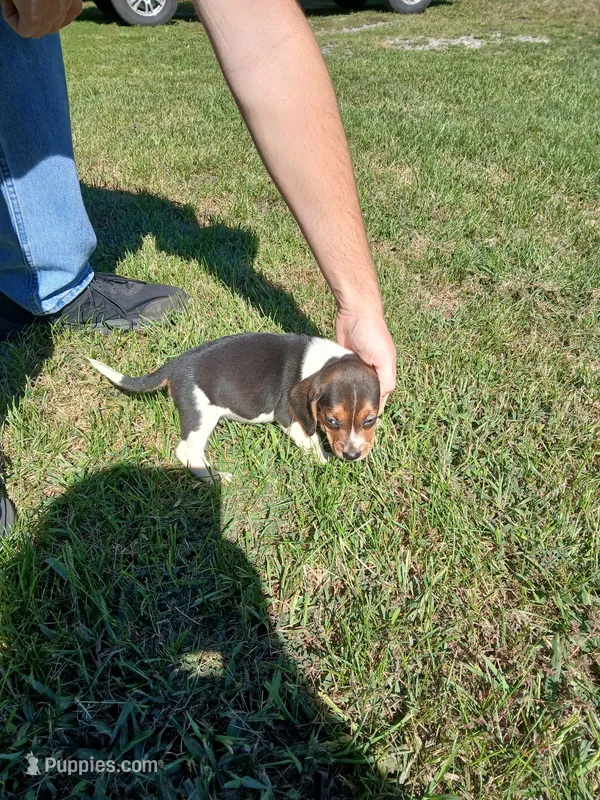 Bill – Beagle puppy for sale in Gladys, VA
