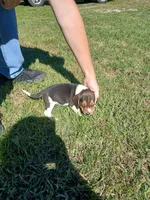 Bill, a male Beagle for sale in Gladys, VA – 1 of 2