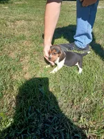 Bill, a male Beagle for sale in Gladys, VA – 2 of 2