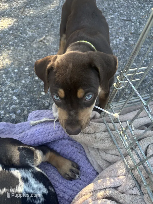 Red boy – Catahoula Leopard Dog puppy for sale in Hollister, CA