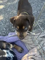 Red boy, a male Catahoula Leopard Dog for sale in Hollister, CA – 1 of 3