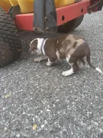 Purple collar , a male Catahoula Leopard Dog for sale in Hollister, CA – 5 of 5