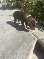 Green collar , a male Catahoula Leopard Dog for sale in Hollister, CA – 2 of 3