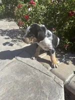 Blue collar , a male Catahoula Leopard Dog for sale in Hollister, CA – 2 of 2