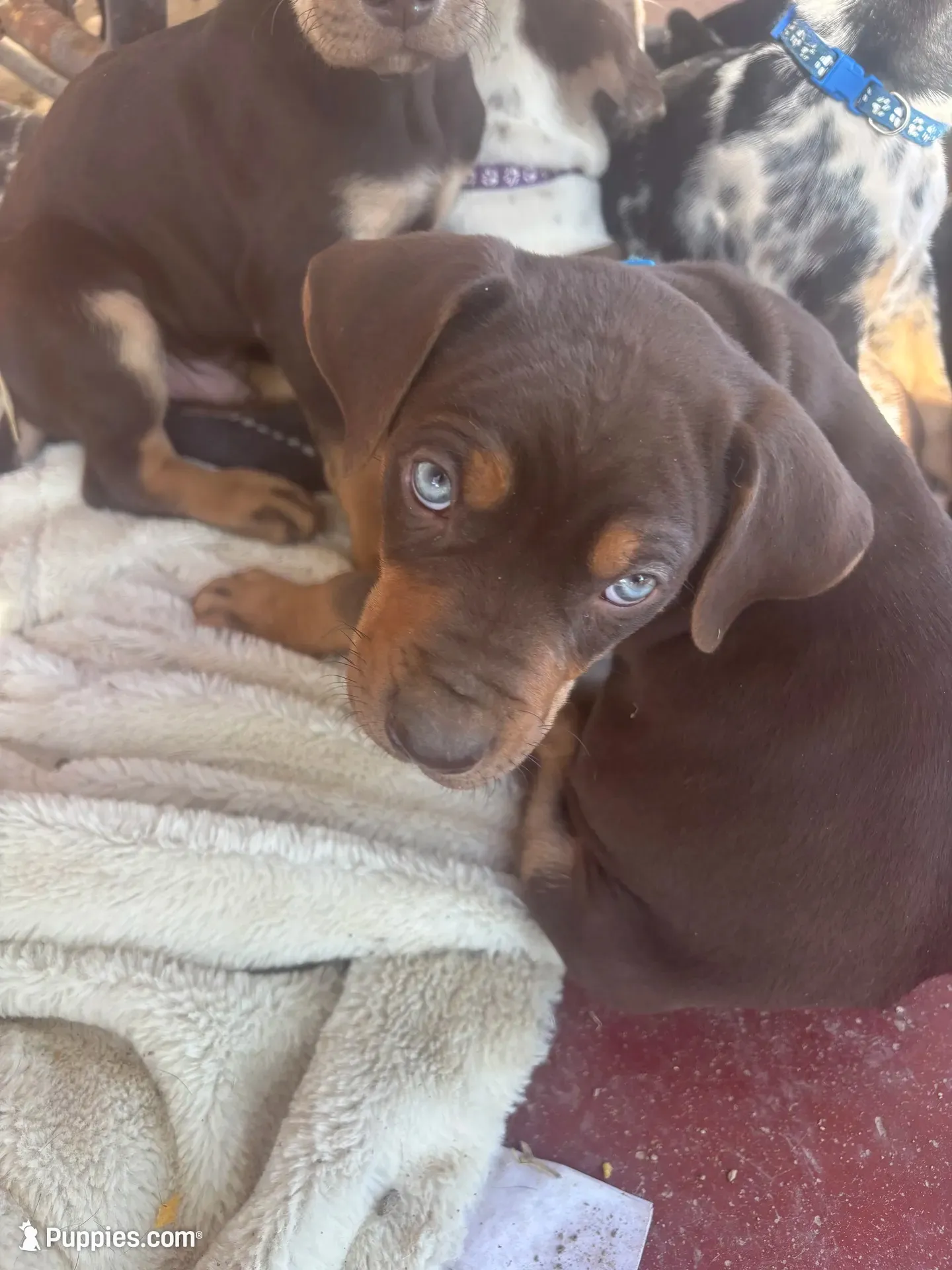 Chomper, a male Catahoula Leopard Dog for sale in Hollister, CA – 1 of 1