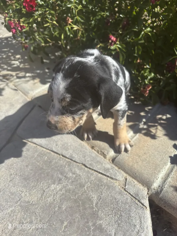 Blue collar  – Catahoula Leopard Dog puppy for sale in Hollister, CA