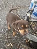 Light red, a male Catahoula Leopard Dog for sale in Hollister, CA – 1 of 3