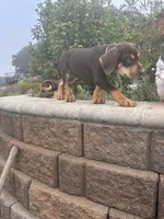 Red boy, a male Catahoula Leopard Dog for sale in Hollister, CA – 3 of 3