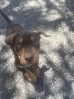 Red boy, a male Catahoula Leopard Dog for sale in Hollister, CA – 1 of 4