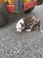 Purple collar , a male Catahoula Leopard Dog for sale in Hollister, CA – 2 of 5