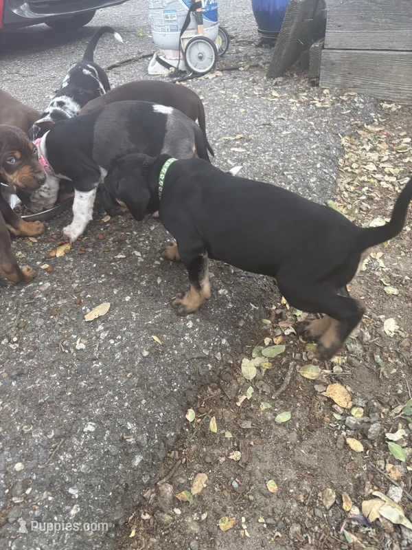 Green collar , a male Catahoula Leopard Dog for sale in Hollister, CA – 1 of 3