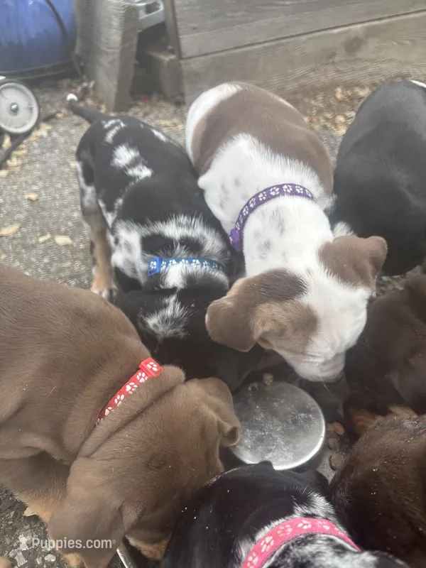 Purple collar  – Catahoula Leopard Dog puppy for sale in Hollister, CA