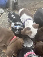 Purple collar , a male Catahoula Leopard Dog for sale in Hollister, CA – 1 of 5