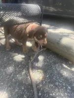 Red boy, a male Catahoula Leopard Dog for sale in Hollister, CA – 4 of 4