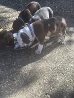 Purple collar , a male Catahoula Leopard Dog for sale in Hollister, CA – 4 of 5