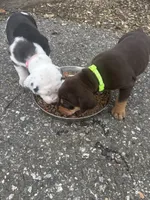 Green collar , a male Catahoula Leopard Dog for sale in Hollister, CA – 3 of 3