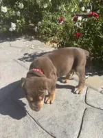 Red collar , a male Catahoula Leopard Dog for sale in Hollister, CA – 2 of 3