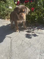 Red collar , a male Catahoula Leopard Dog for sale in Hollister, CA – 3 of 3