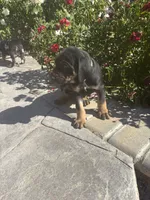 Green collar , a male Catahoula Leopard Dog for sale in Hollister, CA – 3 of 3