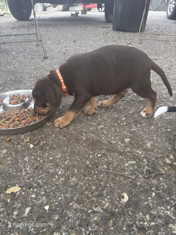 Red collar  – Catahoula Leopard Dog puppy for sale in Hollister, CA
