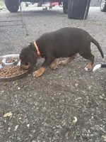 Red collar , a male Catahoula Leopard Dog for sale in Hollister, CA – 1 of 3