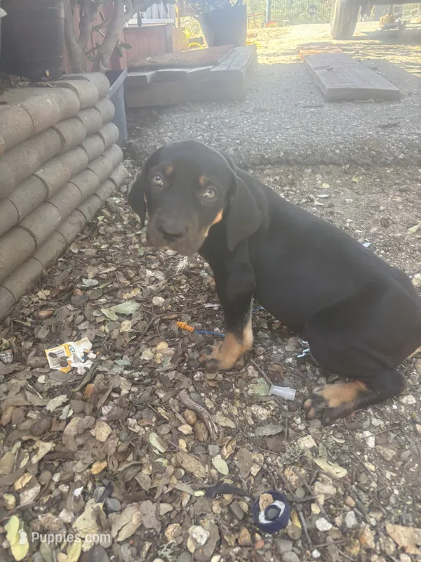 Waylon jr – Catahoula Leopard Dog puppy for sale in Hollister, CA