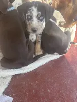 Blue boy, a male Catahoula Leopard Dog for sale in Hollister, CA – 2 of 4