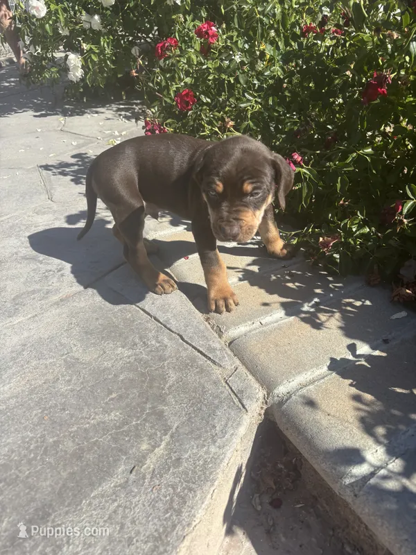 Green collar  – Catahoula Leopard Dog puppy for sale in Hollister, CA