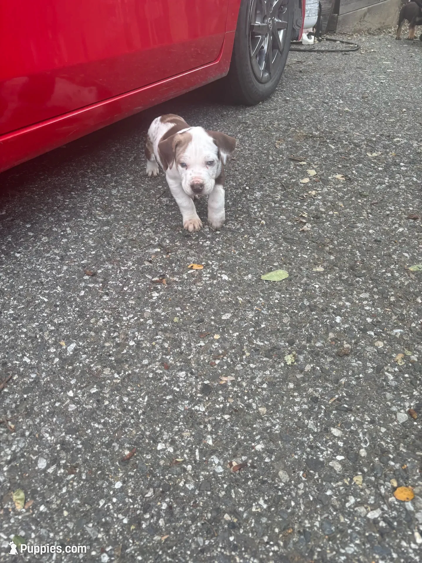 Checker , a male Catahoula Leopard Dog for sale in Hollister, CA – 3 of 5