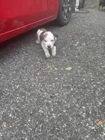Purple collar , a male Catahoula Leopard Dog for sale in Hollister, CA – 3 of 5