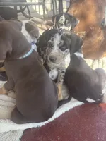 Blue boy, a male Catahoula Leopard Dog for sale in Hollister, CA – 1 of 4