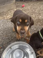 Red boy, a male Catahoula Leopard Dog for sale in Hollister, CA – 2 of 3