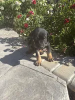 Green collar , a male Catahoula Leopard Dog for sale in Hollister, CA – 2 of 3